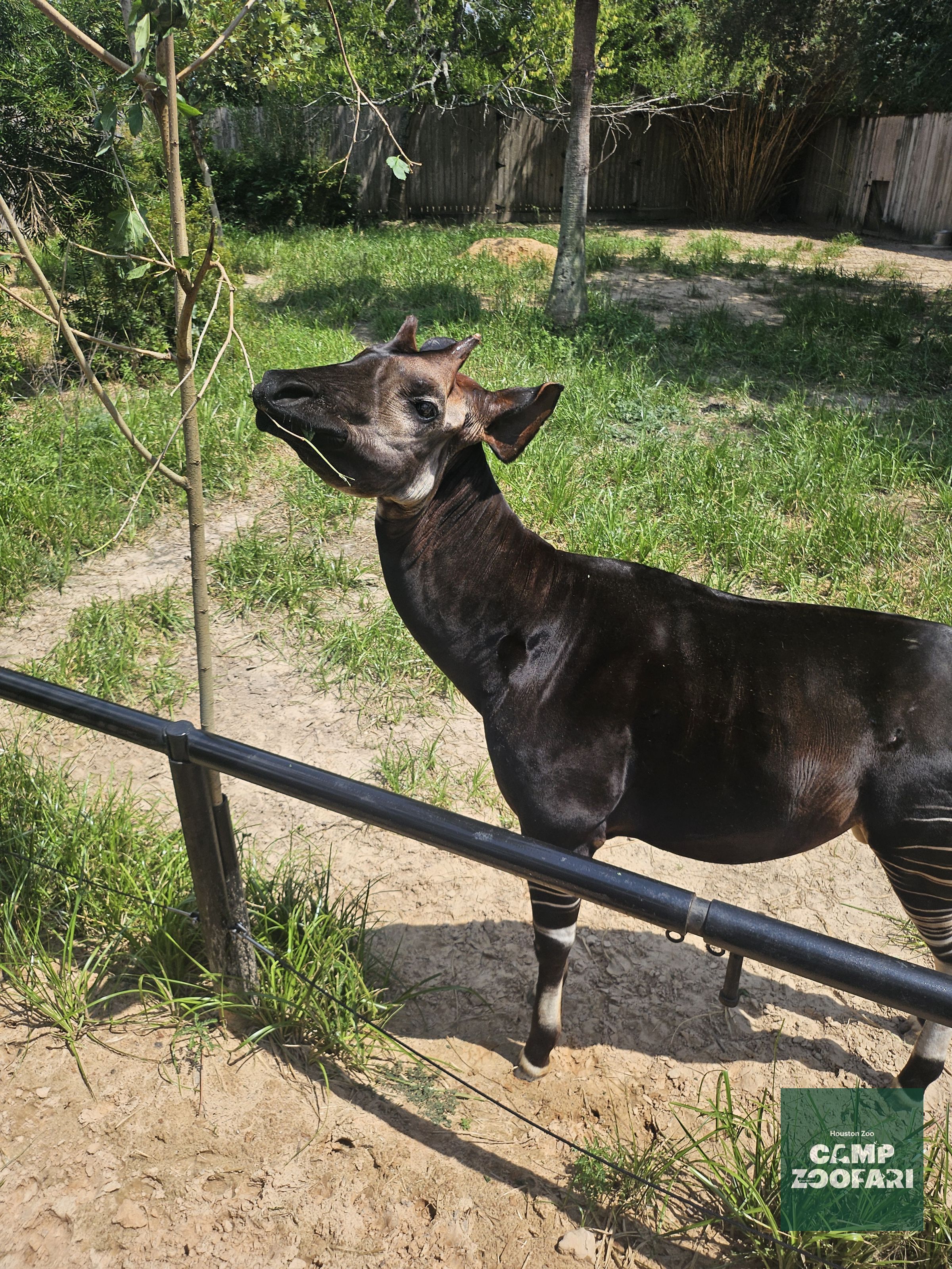 Ultimate Zoofari 2025